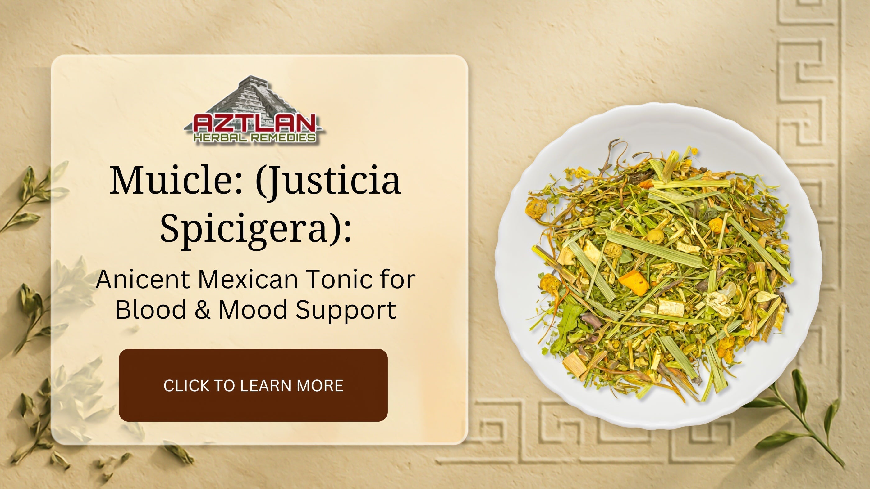 Muicle (Justicia spicigera): Ancient Mexican Tonic for Blood
