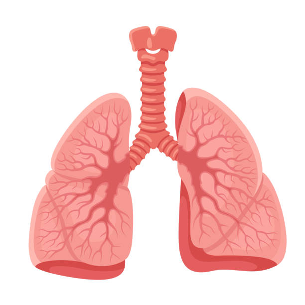 【匿名配送】WAKAZAEMON/LUNG Lung Diagram | Quizlet
