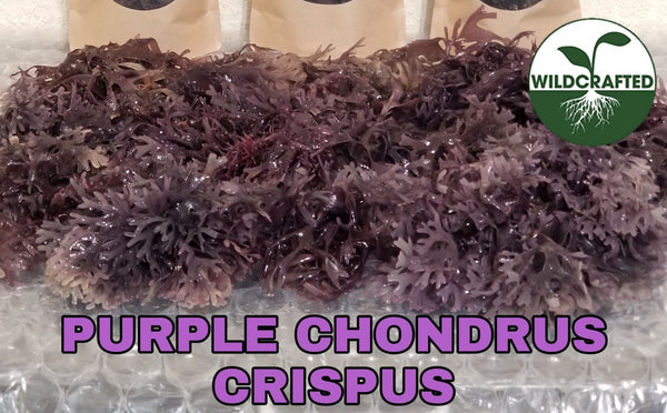 Peru Irish Moss Purple (Chondrus Crispus)