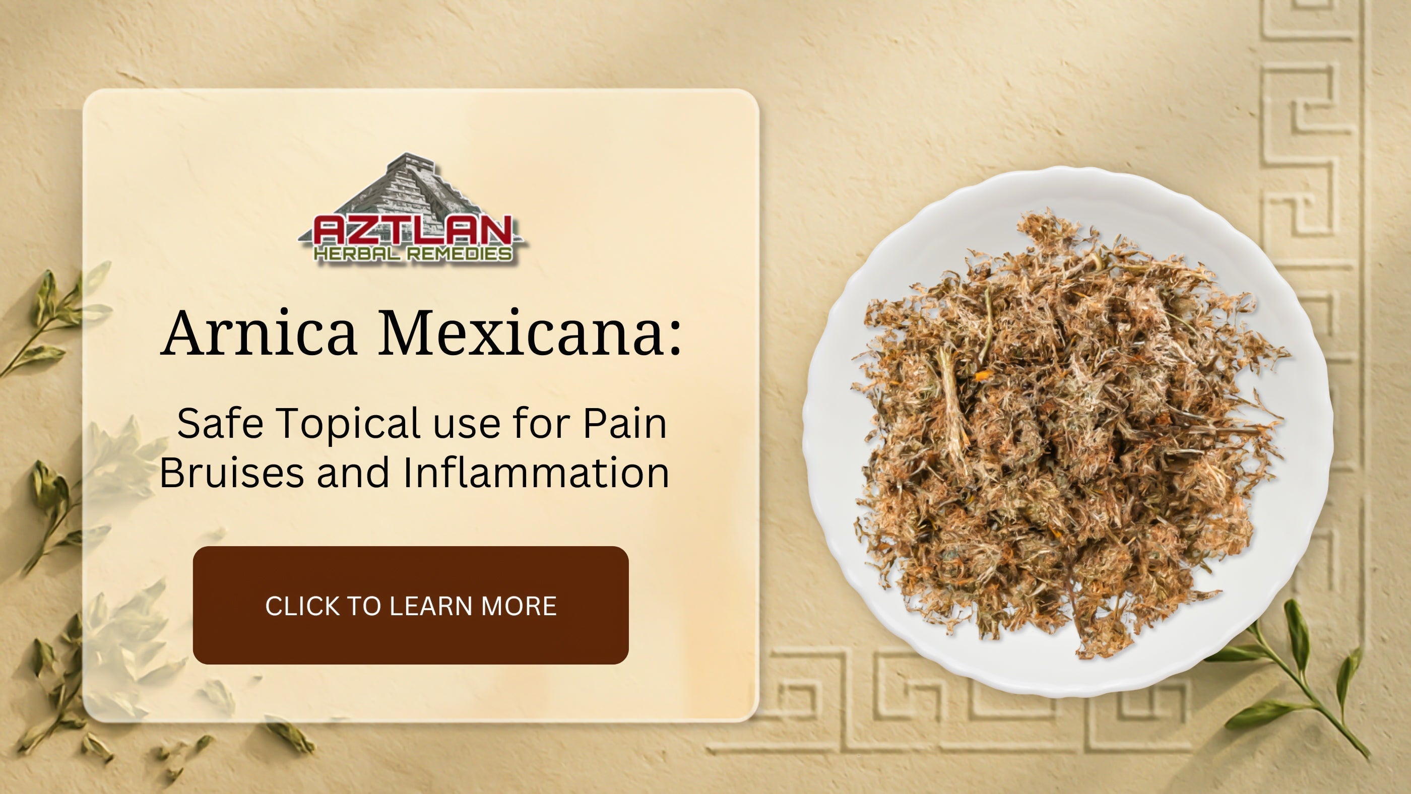 SABBATICL ARNICA アルニカ SABBATICAL アルニカ 【公式通販】