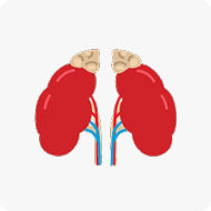 KIDNEY SUPPORT