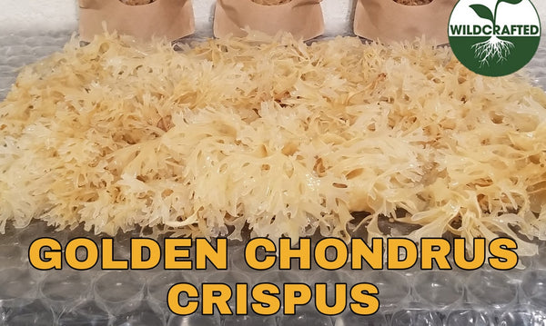 Peru Irish Moss Gold (Chondrus Crispus)